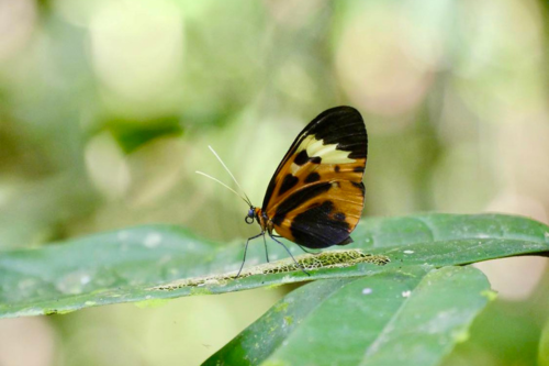 Hypothris anastacia butterfly sitting on a leaf